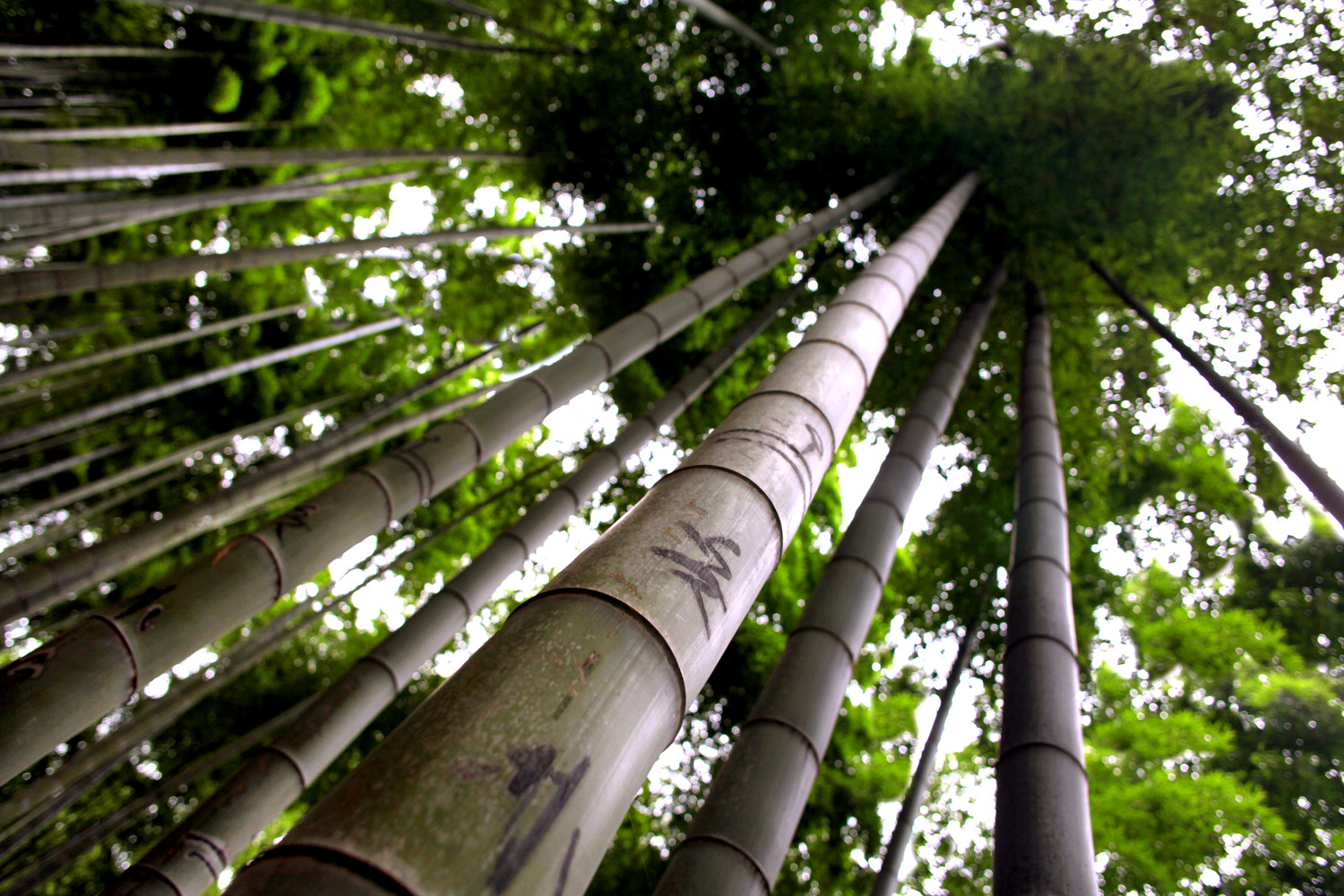 En este momento estás viendo El potencial del bambú para la industria de la construcción.